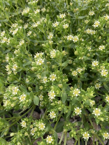 Sea Sandwort