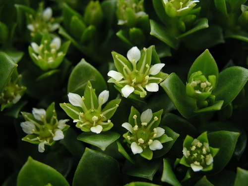 Sea Sandwort