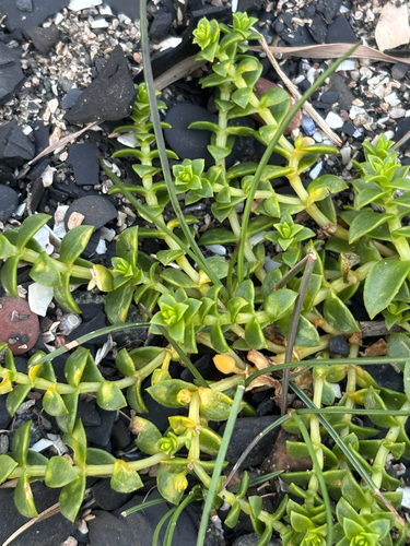 Sea Sandwort