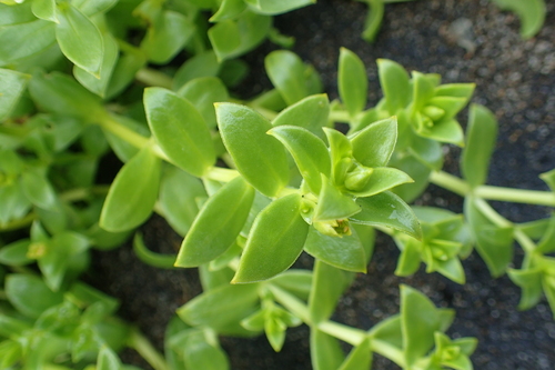 Sea Sandwort