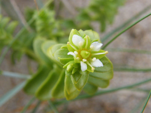 Sea Sandwort