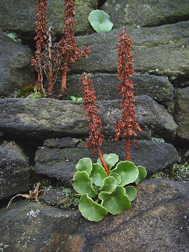 Wall Pennywort