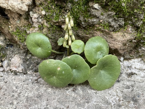 Wall Pennywort