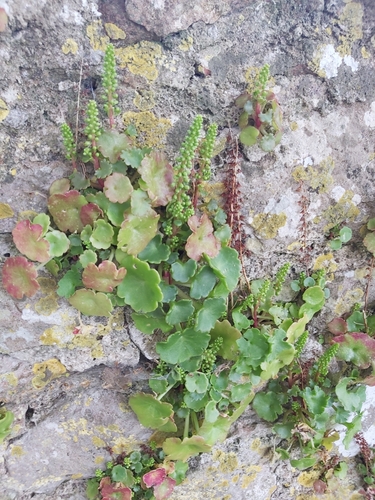 Wall Pennywort