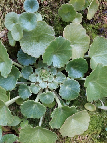 Wall Pennywort