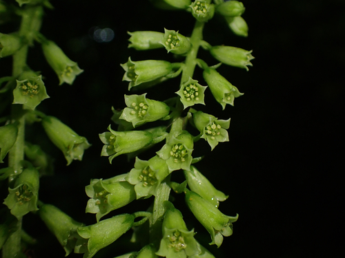 Wall Pennywort