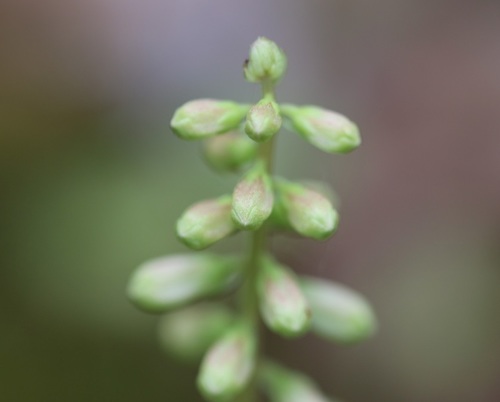 Wall Pennywort