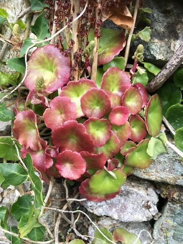 Wall Pennywort