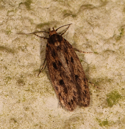 Brown House Moth