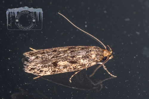 Brown House Moth