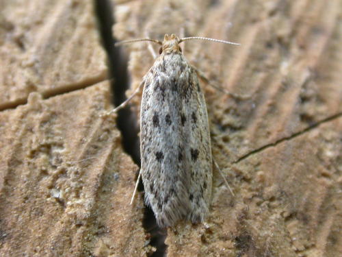 Brown House Moth