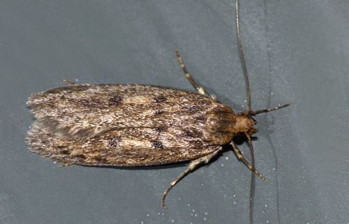 Brown House Moth