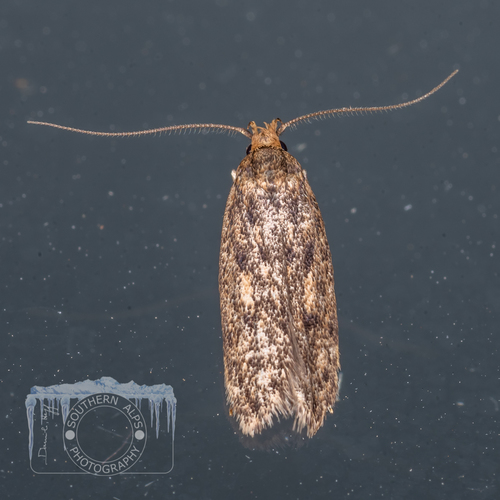 Brown House Moth