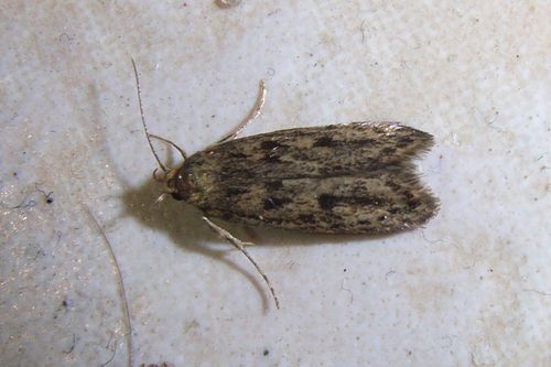 Brown House Moth
