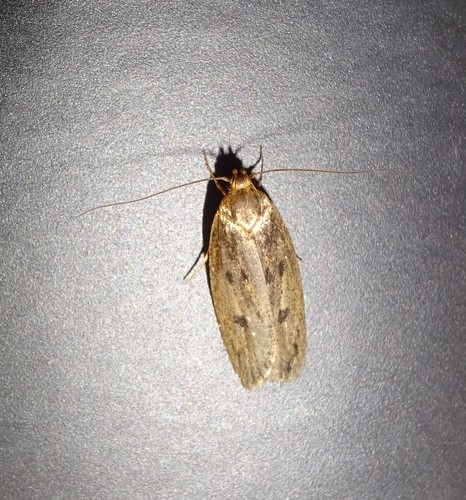 Brown House Moth