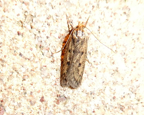 Brown House Moth