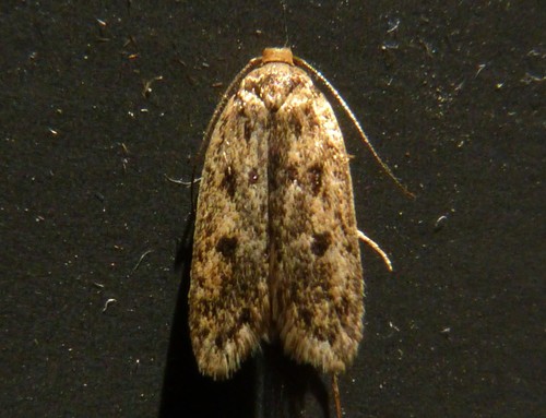 Brown House Moth