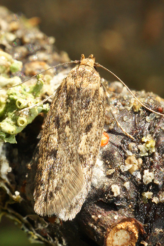 Brown House Moth
