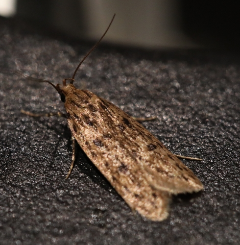 Brown House Moth