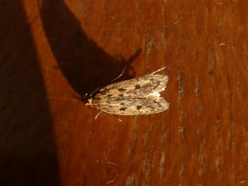 Brown House Moth