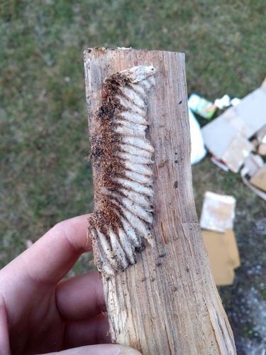 Bee Moth
