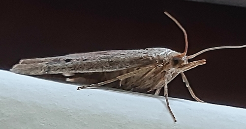 Bee Moth