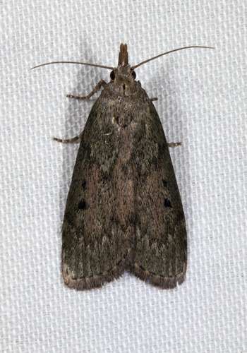Bee Moth