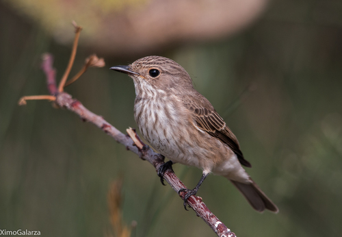 Spotted Flycatcher