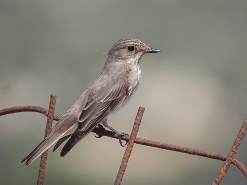 Spotted Flycatcher