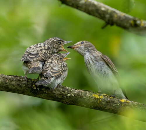 Spotted Flycatcher