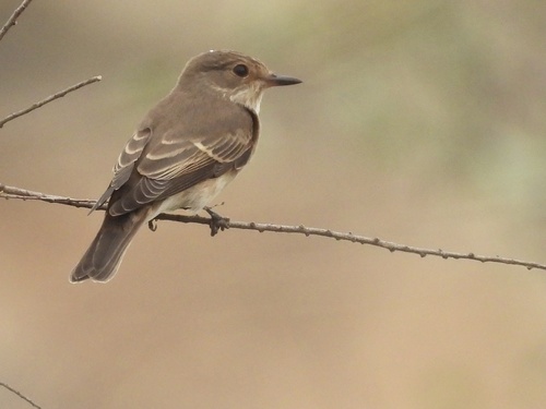 Spotted Flycatcher