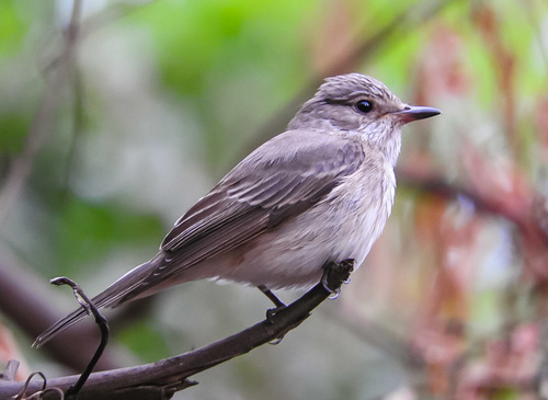 Spotted Flycatcher