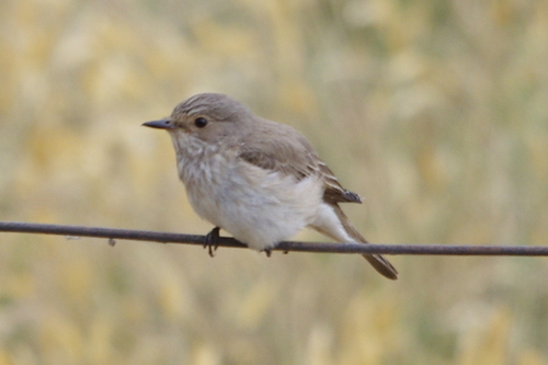 Spotted Flycatcher