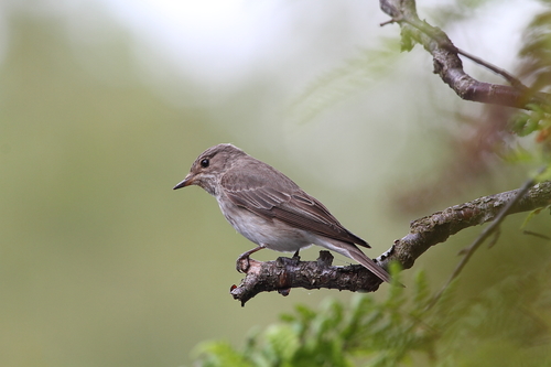 Spotted Flycatcher