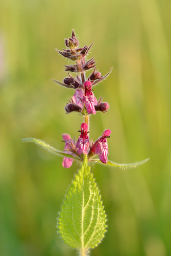 hedge woundwort