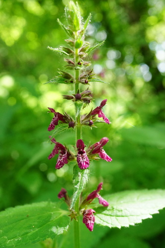 hedge woundwort