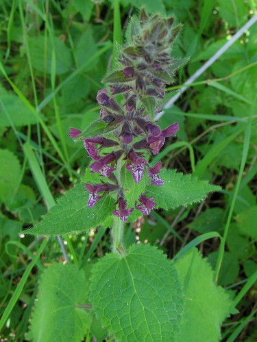 hedge woundwort