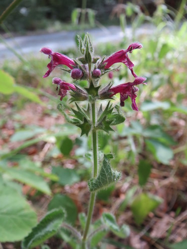hedge woundwort