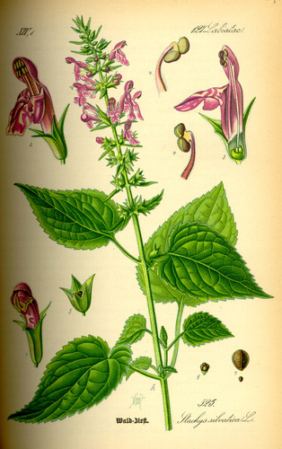 hedge woundwort