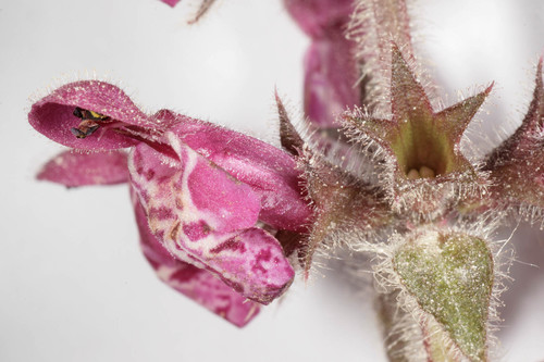 hedge woundwort