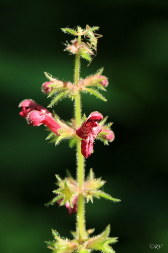hedge woundwort