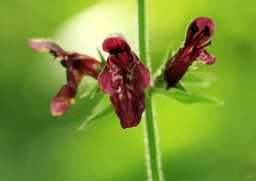 hedge woundwort