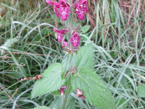 hedge woundwort
