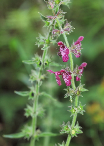 hedge woundwort
