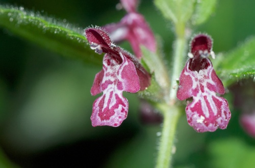 hedge woundwort