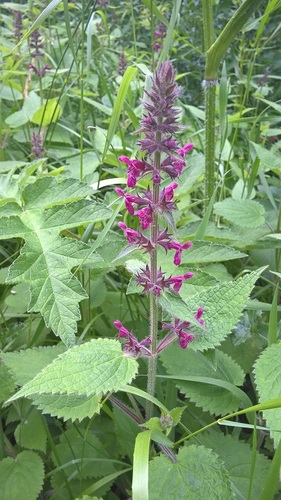 hedge woundwort