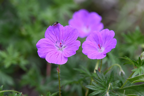 Bloody Crane's-bill