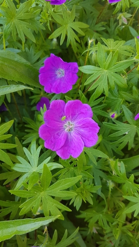 Bloody Crane's-bill