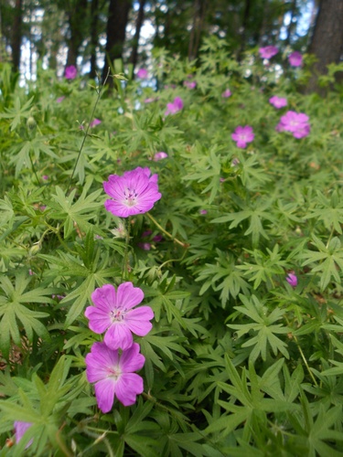 Bloody Crane's-bill