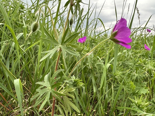 Bloody Crane's-bill
